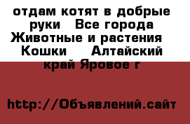 отдам котят в добрые руки - Все города Животные и растения » Кошки   . Алтайский край,Яровое г.